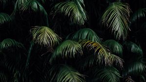 Preview wallpaper branches, leaves, green, dark