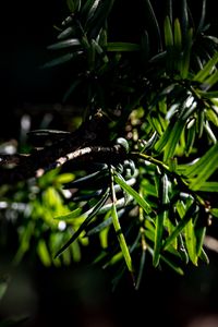 Preview wallpaper branches, leaves, green, macro, dark
