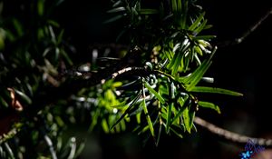 Preview wallpaper branches, leaves, green, macro, dark