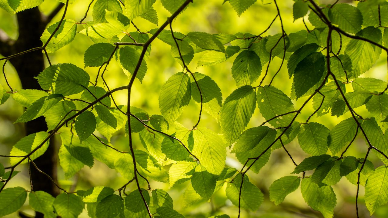 Wallpaper branches, leaves, green, light, summer, nature