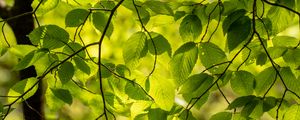 Preview wallpaper branches, leaves, green, light, summer, nature