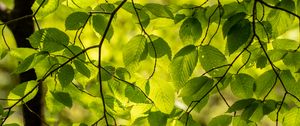 Preview wallpaper branches, leaves, green, light, summer, nature