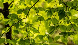 Preview wallpaper branches, leaves, green, light, summer, nature