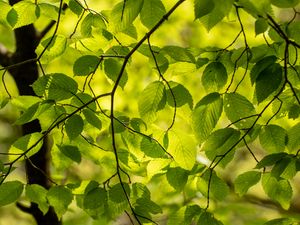 Preview wallpaper branches, leaves, green, light, summer, nature