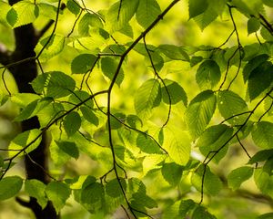 Preview wallpaper branches, leaves, green, light, summer, nature