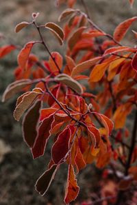 Preview wallpaper branches, leaves, hoarfrost, frost, autumn