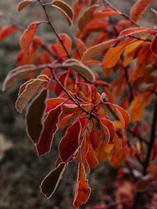 Preview wallpaper branches, leaves, hoarfrost, frost, autumn