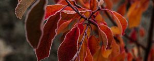 Preview wallpaper branches, leaves, hoarfrost, frost, autumn