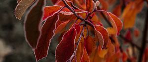 Preview wallpaper branches, leaves, hoarfrost, frost, autumn