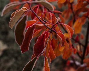 Preview wallpaper branches, leaves, hoarfrost, frost, autumn