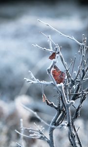 Preview wallpaper branches, leaves, hoarfrost, macro, winter