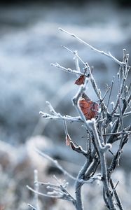 Preview wallpaper branches, leaves, hoarfrost, macro, winter