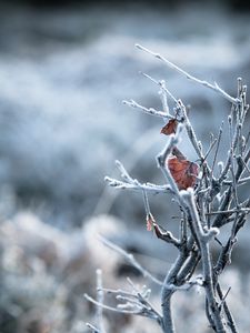 Preview wallpaper branches, leaves, hoarfrost, macro, winter