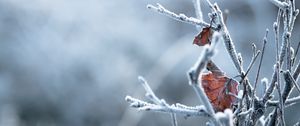 Preview wallpaper branches, leaves, hoarfrost, macro, winter