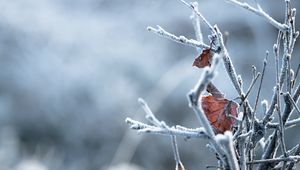 Preview wallpaper branches, leaves, hoarfrost, macro, winter