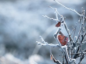 Preview wallpaper branches, leaves, hoarfrost, macro, winter