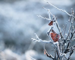 Preview wallpaper branches, leaves, hoarfrost, macro, winter