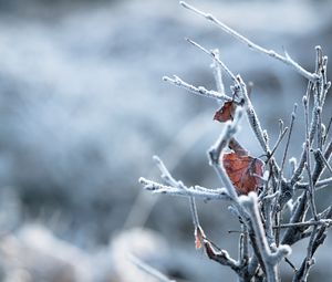 Preview wallpaper branches, leaves, hoarfrost, macro, winter