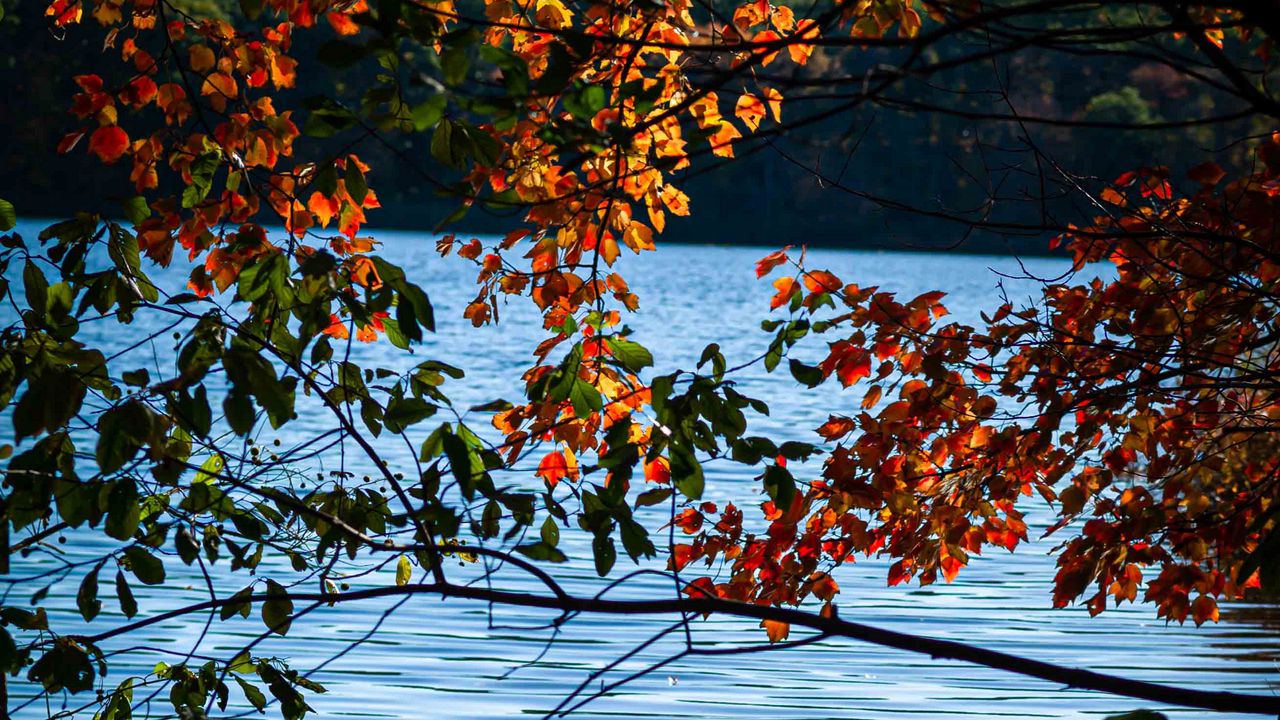 Wallpaper branches, leaves, lake, water, nature