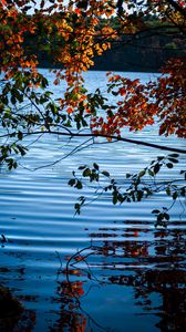 Preview wallpaper branches, leaves, lake, water, nature