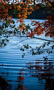 Preview wallpaper branches, leaves, lake, water, nature