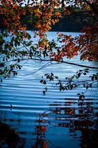 Preview wallpaper branches, leaves, lake, water, nature