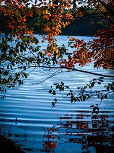 Preview wallpaper branches, leaves, lake, water, nature