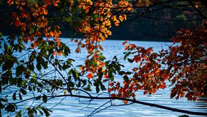 Preview wallpaper branches, leaves, lake, water, nature