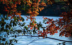 Preview wallpaper branches, leaves, lake, water, nature