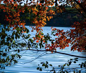 Preview wallpaper branches, leaves, lake, water, nature