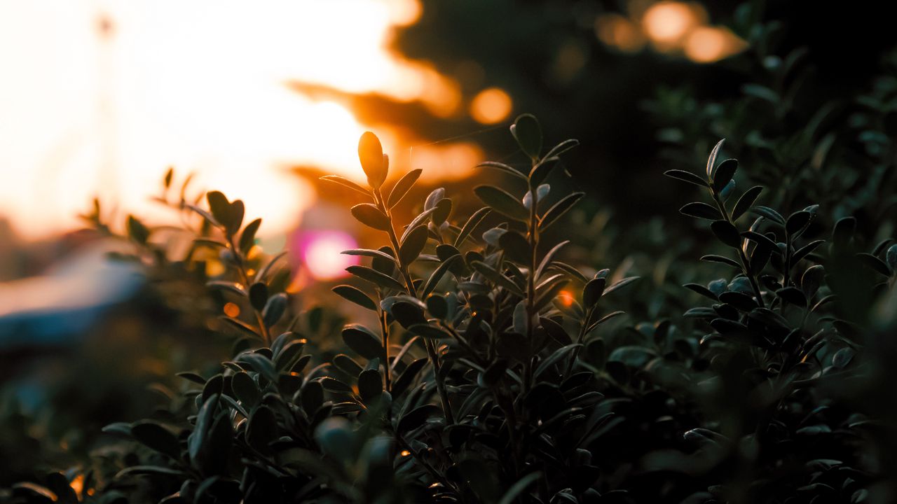 Wallpaper branches, leaves, light, plant, blur