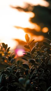 Preview wallpaper branches, leaves, light, plant, blur