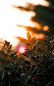 Preview wallpaper branches, leaves, light, plant, blur