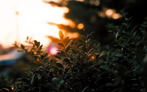 Preview wallpaper branches, leaves, light, plant, blur