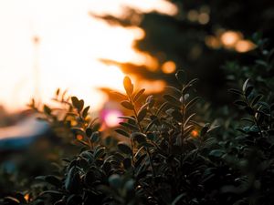 Preview wallpaper branches, leaves, light, plant, blur