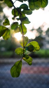 Preview wallpaper branches, leaves, light, green, macro