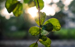 Preview wallpaper branches, leaves, light, green, macro