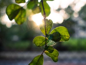 Preview wallpaper branches, leaves, light, green, macro