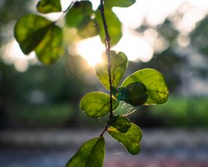 Preview wallpaper branches, leaves, light, green, macro