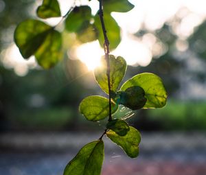 Preview wallpaper branches, leaves, light, green, macro