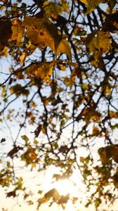 Preview wallpaper branches, leaves, light, autumn