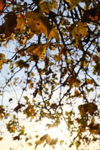 Preview wallpaper branches, leaves, light, autumn