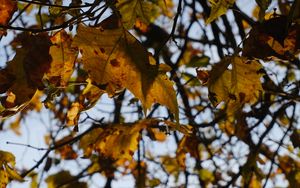 Preview wallpaper branches, leaves, light, autumn