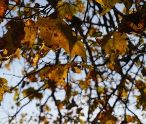 Preview wallpaper branches, leaves, light, autumn