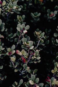 Preview wallpaper branches, leaves, macro, bush, green