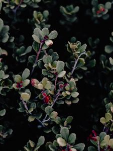 Preview wallpaper branches, leaves, macro, bush, green