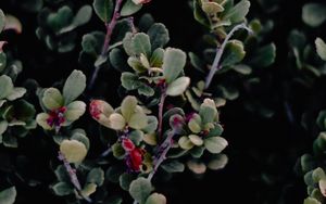 Preview wallpaper branches, leaves, macro, bush, green