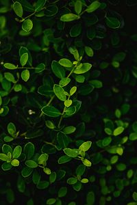 Preview wallpaper branches, leaves, macro, bush