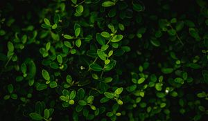 Preview wallpaper branches, leaves, macro, bush