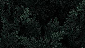 Preview wallpaper branches, leaves, macro, green